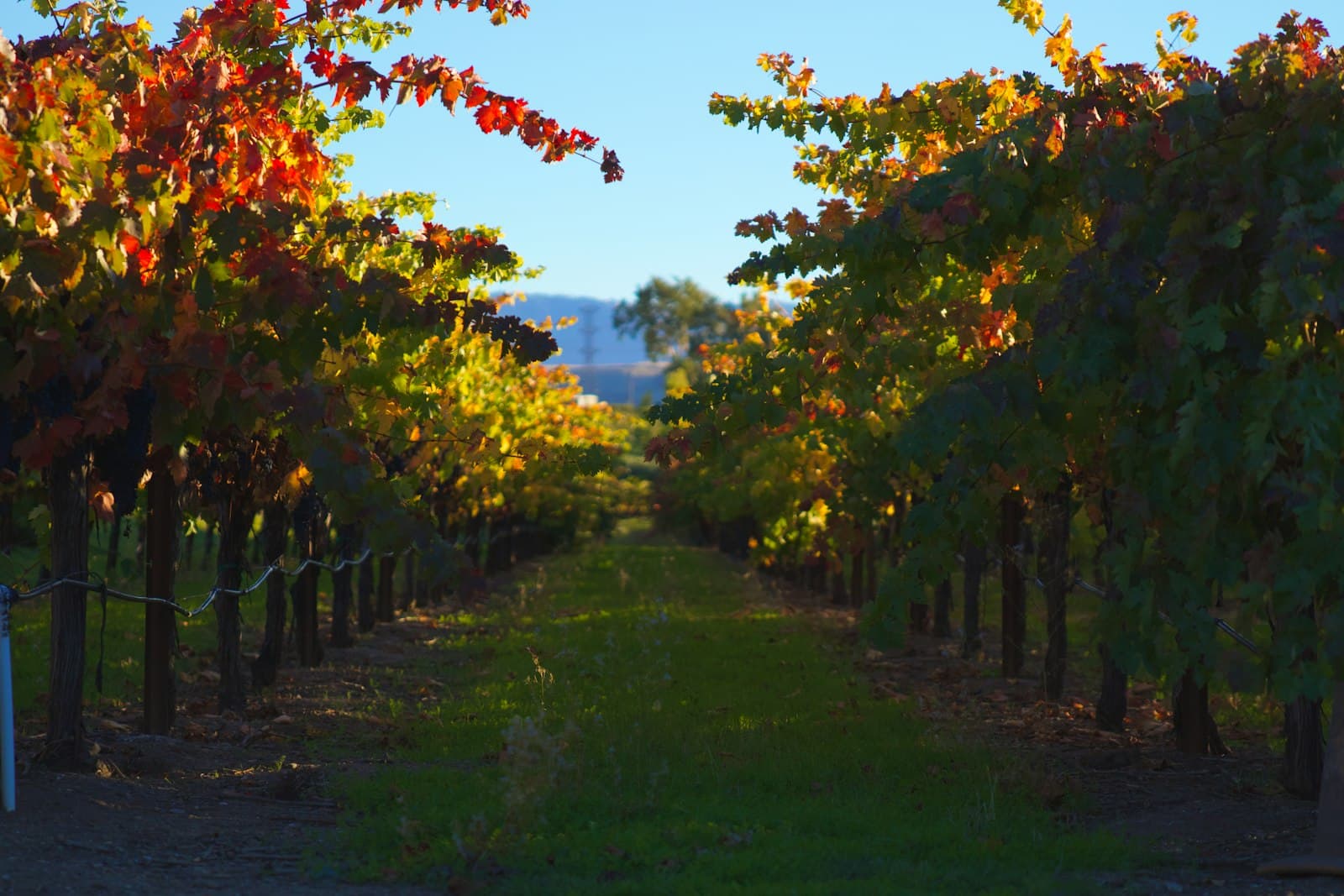 Weinberg im Herbstlaub, die Rebzeilen ziehen den Hang hinauf unter blauem Himmel