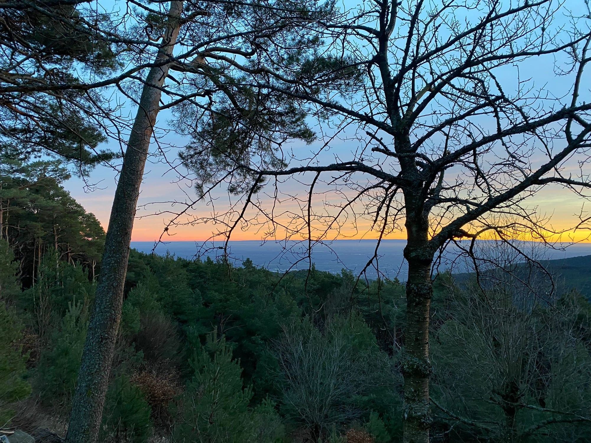 Blick zwischen Kiefern über den Pfälzerwald auf die Rheinebene im Abendlicht