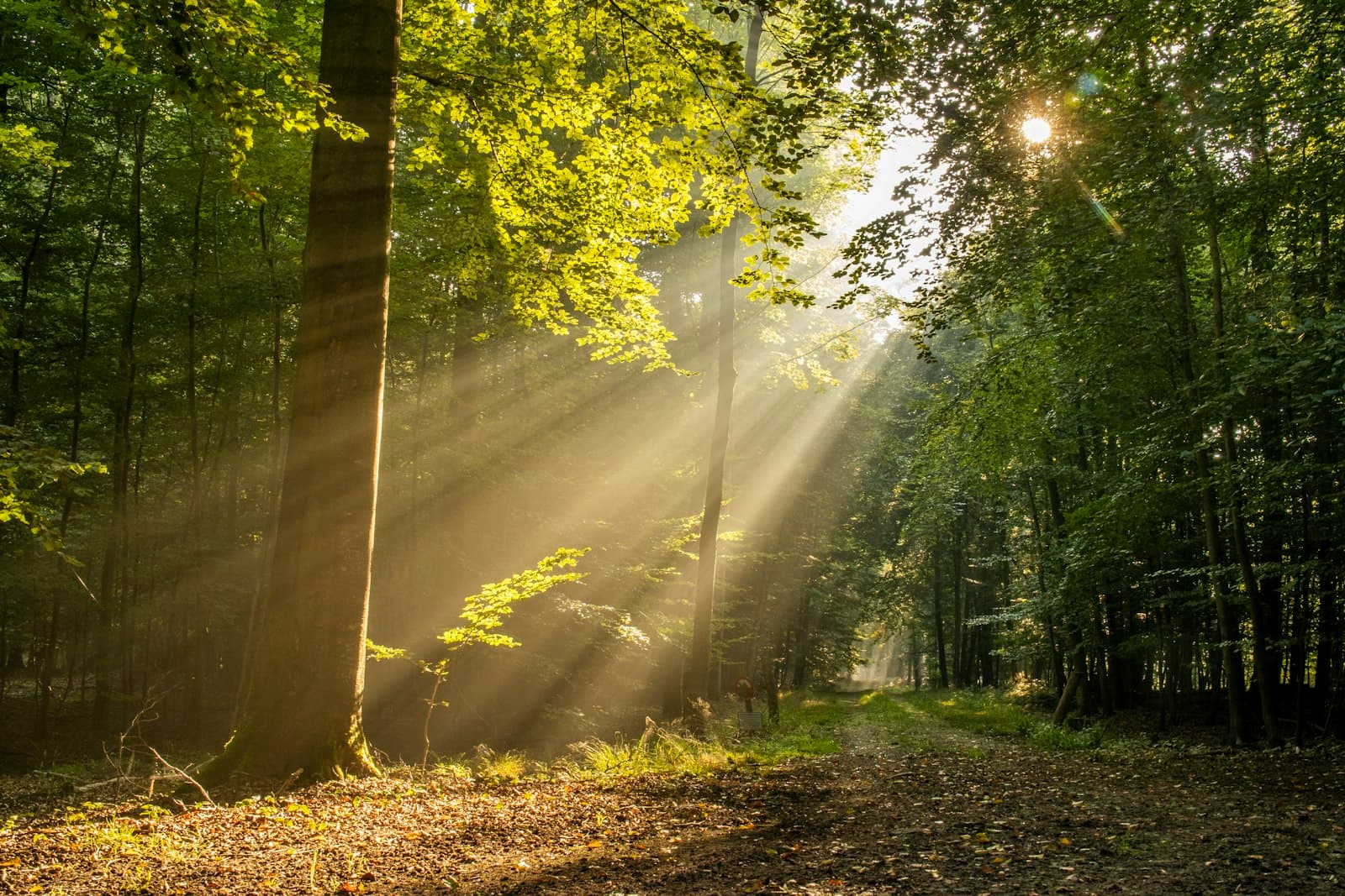 Sonnenstrahlen fallen durch das Blätterdach eines Laubwaldes auf den Waldboden