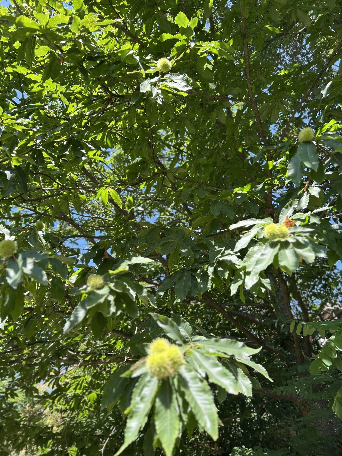 Reife Esskastanien in ihren stacheligen Hüllen an einem Kastanienbaum