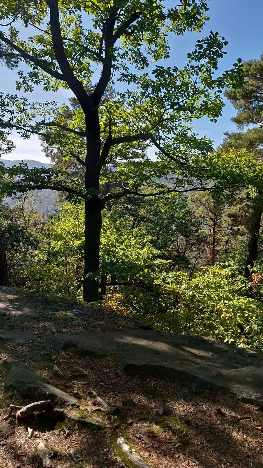 Alte Eiche auf einem Felsplateau im Pfälzerwald, dahinter bewaldete Hügel