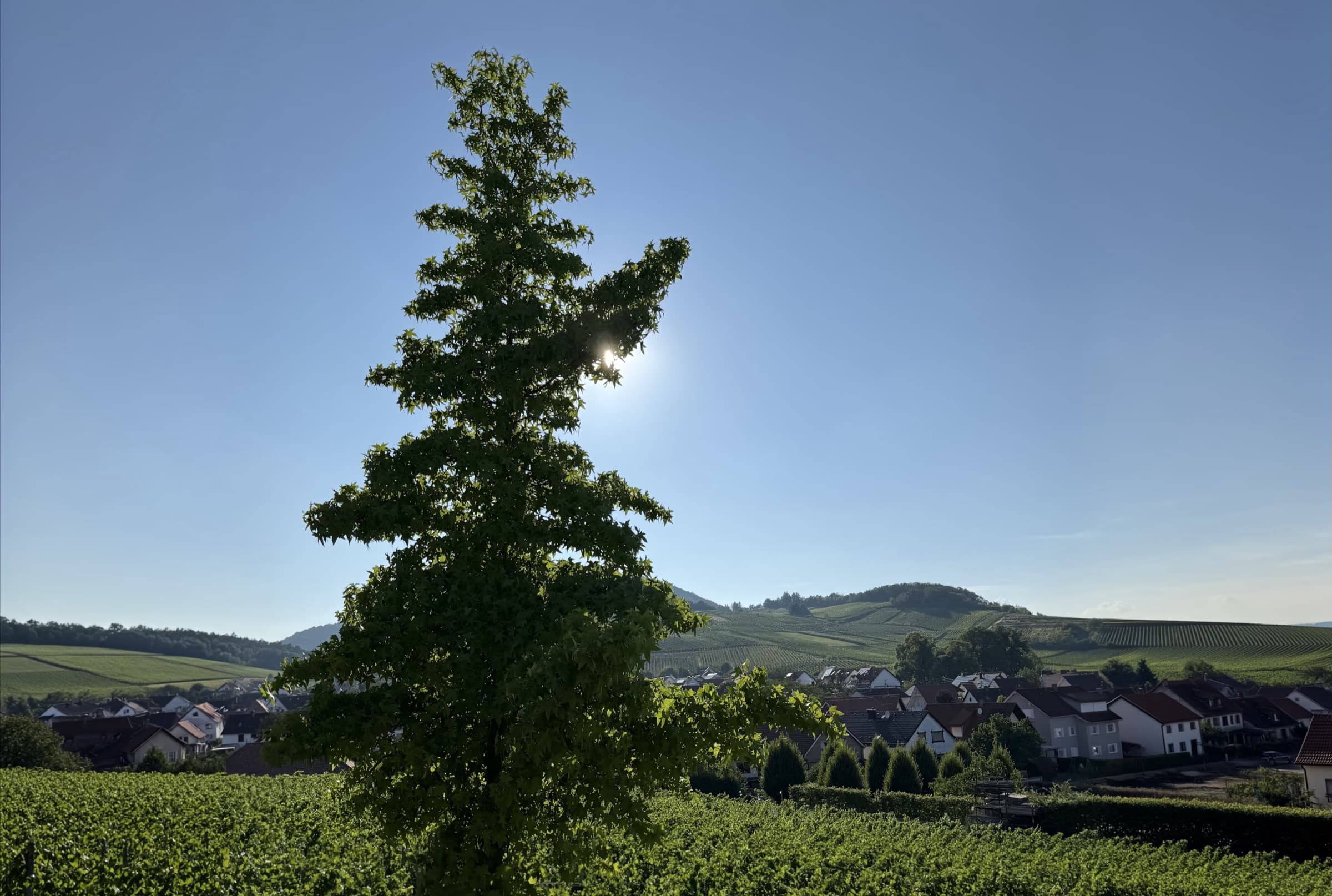 Blick über Rebzeilen auf ein Weindorf in der Südpfalz, dahinter bewaldete Hügel im Abendlicht
