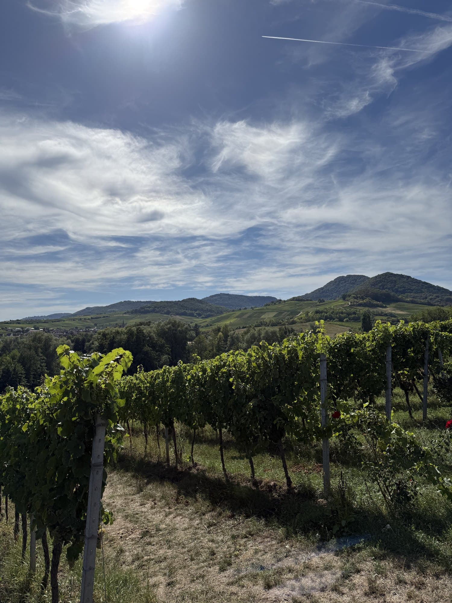 Weinberge bei Ilbesheim mit Blick auf die bewaldeten Höhen der Südlichen Weinstraße