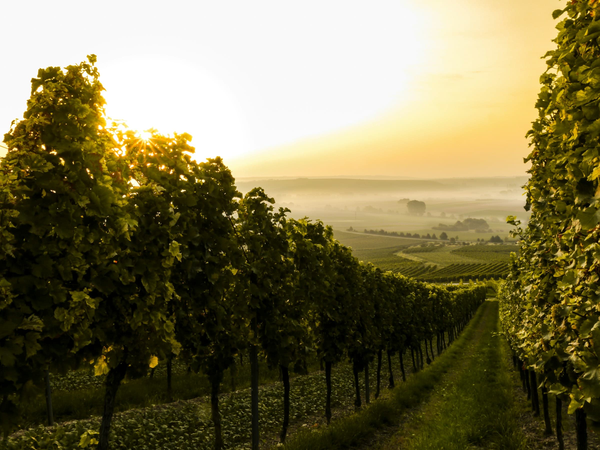 Blick zwischen Rebzeilen hindurch auf eine Ebene im Abendlicht