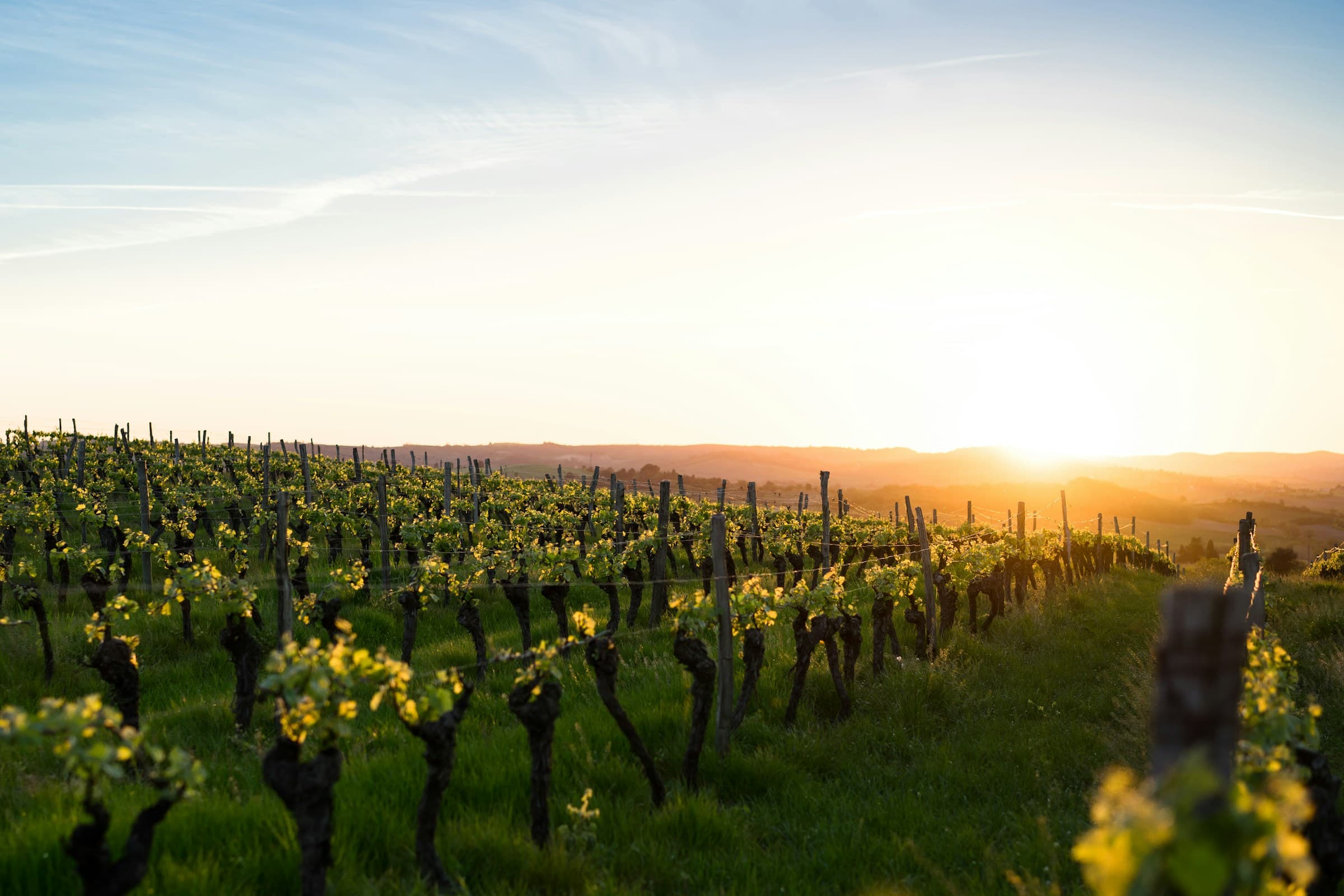 Rebzeilen im Weinberg im Licht der tief stehenden Abendsonne